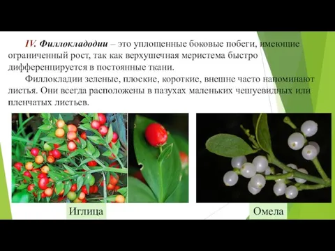 IV. Филлокладодии – это уплощенные боковые побеги, имеющие ограниченный рост, так