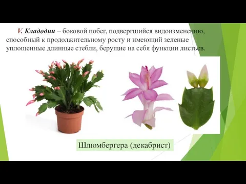 V. Кладодии – боковой побег, подвергшийся видоизменению, способный к продолжительному росту