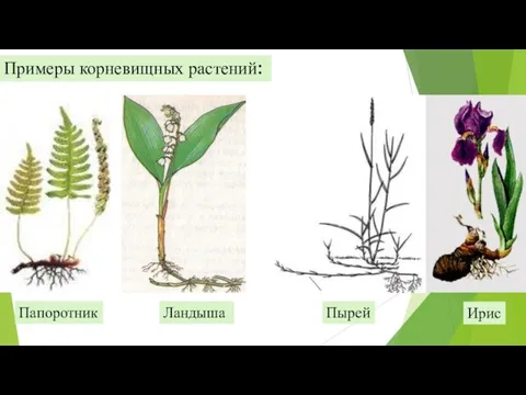 Примеры корневищных растений: Папоротник Пырей Ландыша Ирис