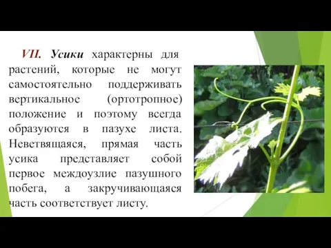 VII. Усики характерны для растений, которые не могут самостоятельно поддерживать вертикальное