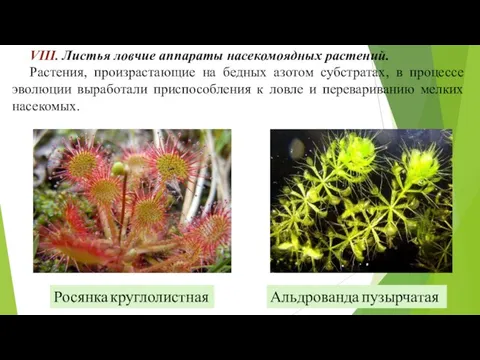 VIII. Листья ловчие аппараты насекомоядных растений. Растения, произрастающие на бедных азотом