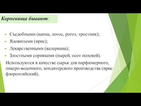 Корневища бывают: Съедобными (канна, лотос, рогоз, тростник); Ядовитыми (ирис); Лекарственными (валериана);