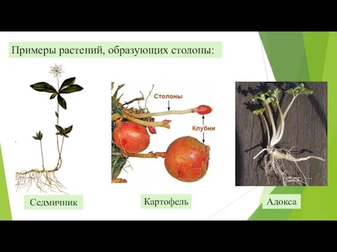 Адокса Примеры растений, образующих столоны: Картофель Седмичник