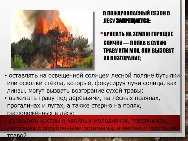 В ПОЖАРООПАСНЫЙ СЕЗОН В ЛЕСУ ЗАПРЕЩАЕТСЯ: БРОСАТЬ НА ЗЕМЛЮ ГОРЯЩИЕ СПИЧКИ