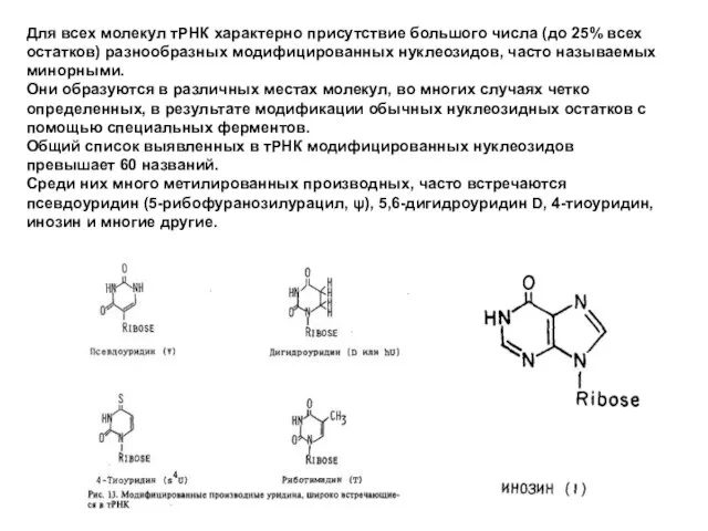 Для всех молекул тРНК характерно присутствие большого числа (до 25% всех