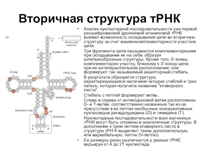 Вторичная структура тРНК Анализ нуклеотидной последовательности уже первой расшифрованной дрожжевой аланиновой