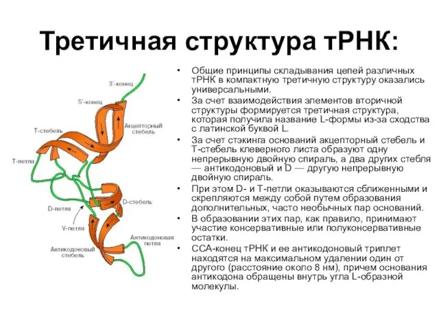 Третичная структура тРНК: Общие принципы складывания цепей различных тРНК в компактную