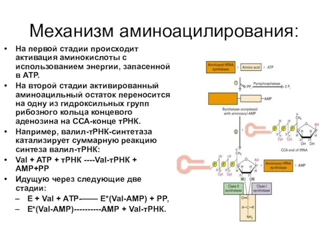 Механизм аминоацилирования: На первой стадии происходит активация аминокислоты с использованием энергии,