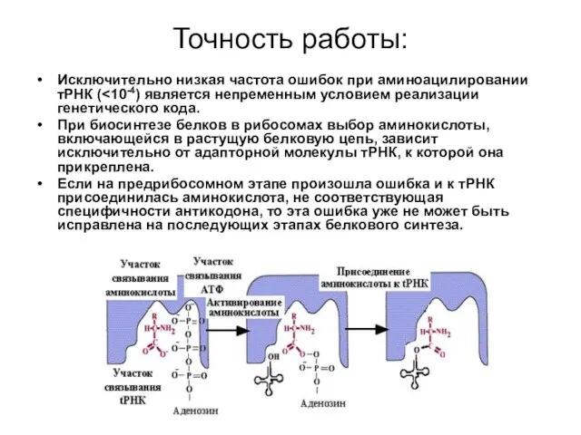 Точность работы: Исключительно низкая частота ошибок при аминоацилировании тРНК ( При