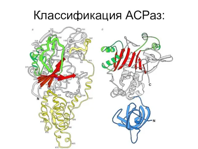 Классификация АСРаз: