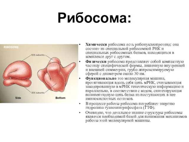 Рибосома: Химически рибосома есть рибонуклеопротеид: она состоит из специальной рибосомной РНК