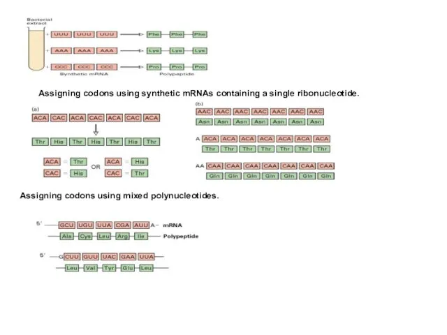 Assigning codons using synthetic mRNAs containing a single ribonucleotide. Assigning codons using mixed polynucleotides.