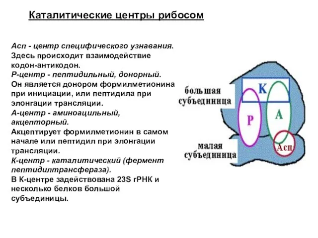 Каталитические центры рибосом Асп - центр специфического узнавания. Здесь происходит взаимодействие