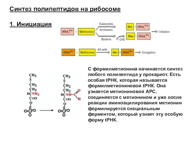 Синтез полипептидов на рибосоме 1. Инициация С формилметионина начинается синтез любого