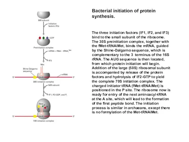 Bacterial initiation of protein synthesis. The three initiation factors (IF1, IF2,