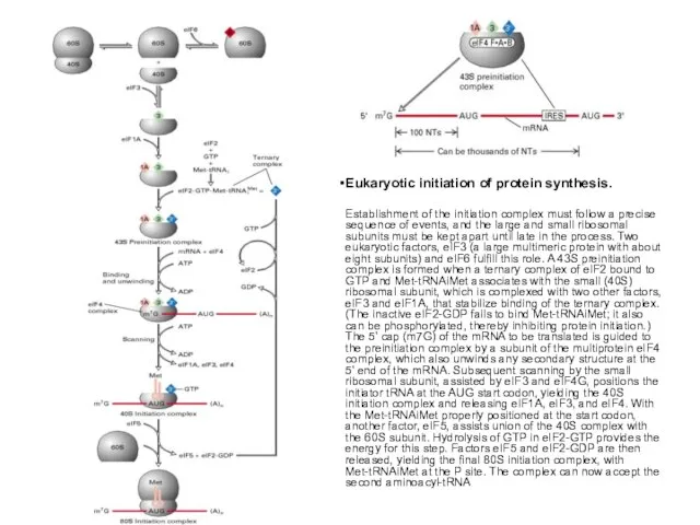 Eukaryotic initiation of protein synthesis. Establishment of the initiation complex must