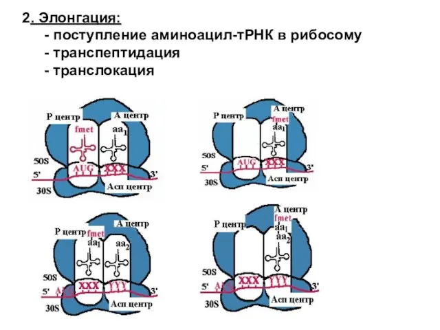 2. Элонгация: - поступление аминоацил-тРНК в рибосому - транспептидация - транслокация