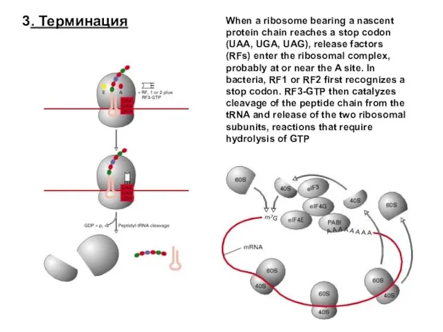 3. Терминация When a ribosome bearing a nascent protein chain reaches