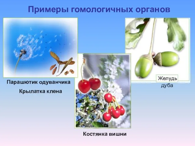 Примеры гомологичных органов Парашютик одуванчика Крылатка клена Костянка вишни дуба