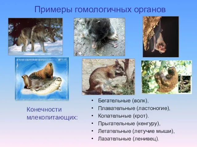 Примеры гомологичных органов Бегательные (волк), Плавательные (ластоногие), Копательные (крот). Прыгательные (кенгуру),