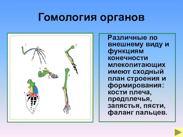 Гомология органов Различные по внешнему виду и функциям конечности млекопитающих имеют