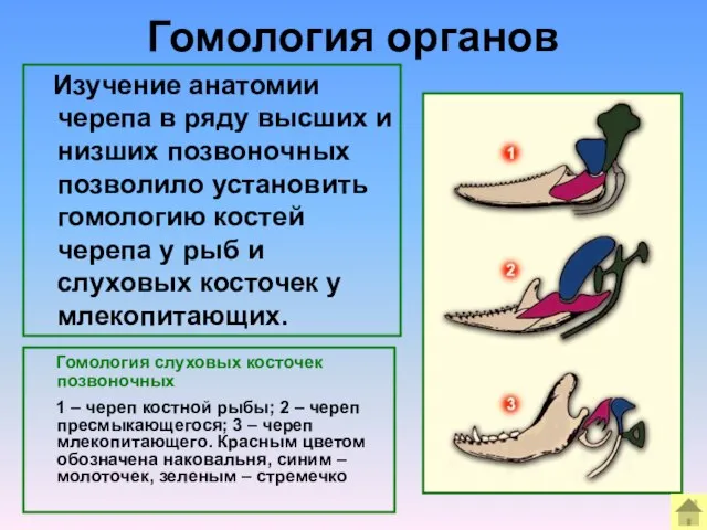 Гомология органов Гомология слуховых косточек позвоночных 1 – череп костной рыбы;