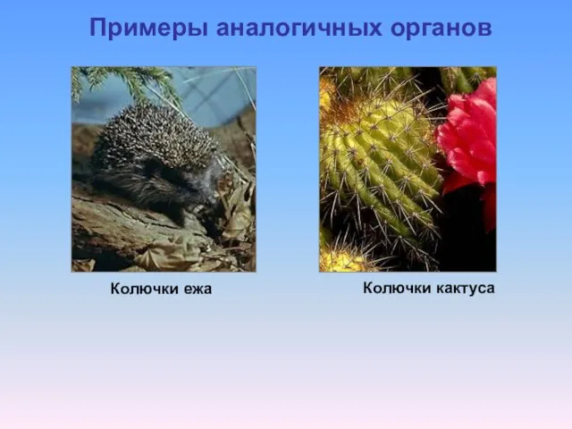 Примеры аналогичных органов Колючки кактуса Колючки ежа