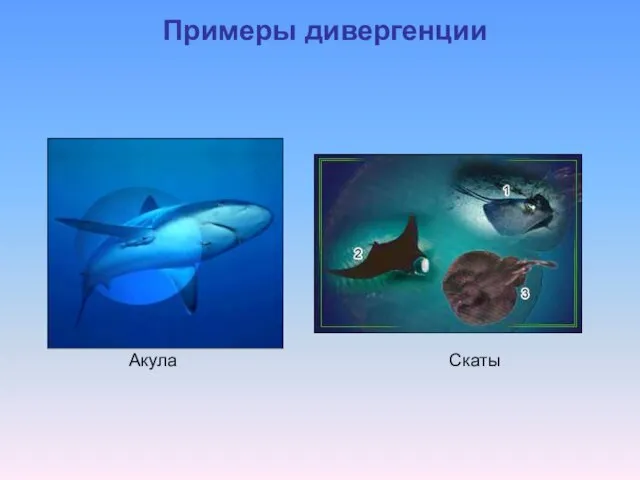 Примеры дивергенции Акула Скаты
