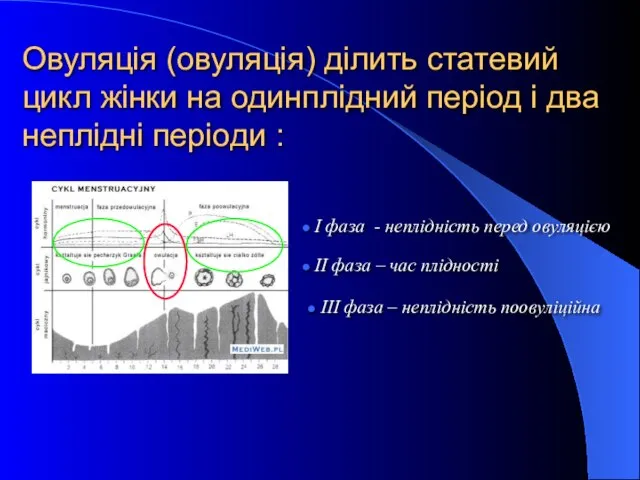 Овуляція (овуляція) ділить статевий цикл жінки на одинплідний період і два