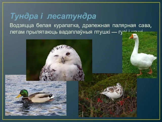 Тундра і лесатундра Водзяцца белая курапатка, драпежная палярная сава, летам прылятаюць