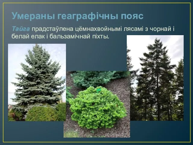 Умераны геаграфічны пояс Тайга прадстаўлена цёмнахвойнымі лясамі з чорнай і белай елак і бальзамічнай піхты.