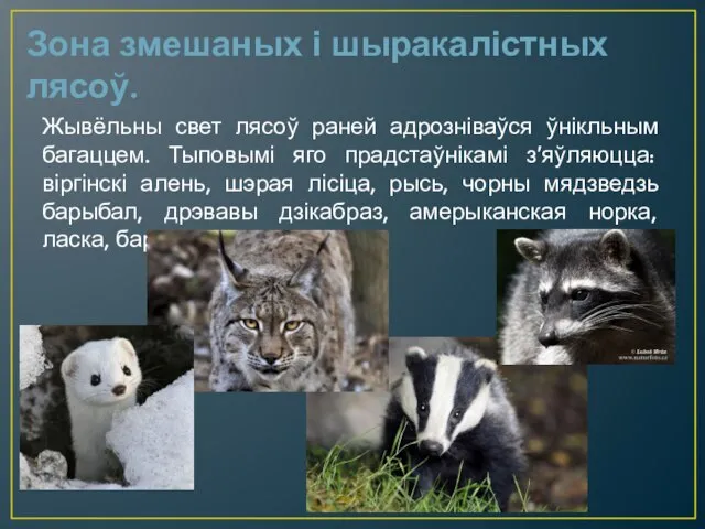 Зона змешаных і шыракалістных лясоў. Жывёльны свет лясоў раней адрозніваўся ўнікльным