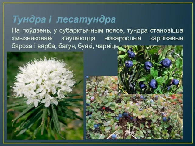 Тундра і лесатундра На поўдзень, у субарктычным поясе, тундра становіцца хмызняковай: