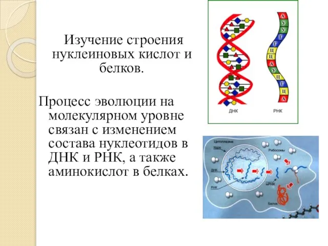 Изучение строения нуклеиновых кислот и белков. Процесс эволюции на молекулярном уровне