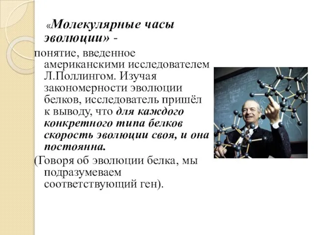 «Молекулярные часы эволюции» - понятие, введенное американскими исследователем Л.Поллингом. Изучая закономерности