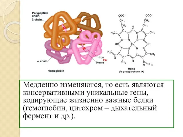 Медленно изменяются, то есть являются консервативными уникальные гены, кодирующие жизненно важные