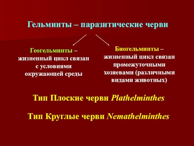 Гельминты – паразитические черви Геогельминты – жизненный цикл связан с условиями