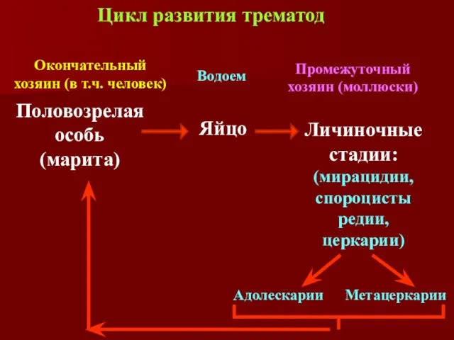 Яйцо Личиночные стадии: (мирацидии, спороцисты редии, церкарии) Половозрелая особь (марита) Промежуточный