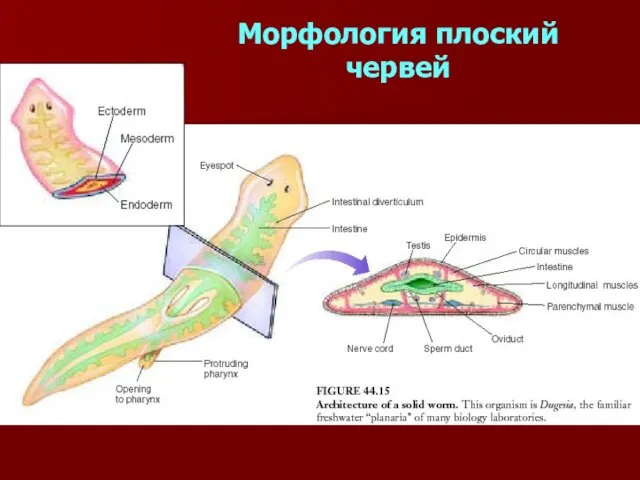 Морфология плоский червей