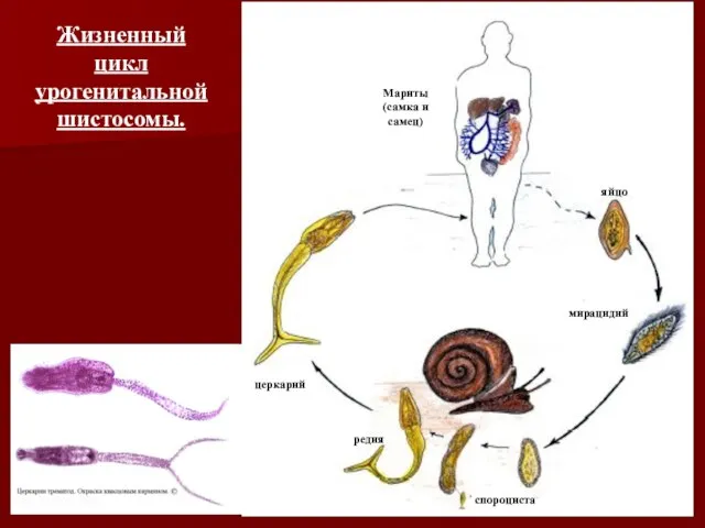 Жизненный цикл урогенитальной шистосомы. яйцо мирацидий спороциста редия церкарий Мариты (самка и самец)