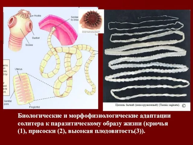 Биологические и морфофизиологические адаптации солитера к паразитическому образу жизни (крючья (1), присоски (2), высокая плодовитость(3)). 1