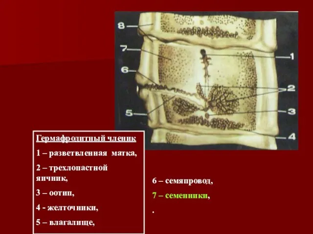 Гермафродитный членик 1 – разветвленная матка, 2 – трехлопастной яичник, 3