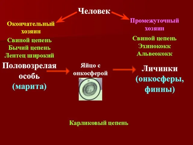 Яйцо с онкосферой Личинки (онкосферы,финны) Половозрелая особь (марита) Промежуточный хозяин Окончательный