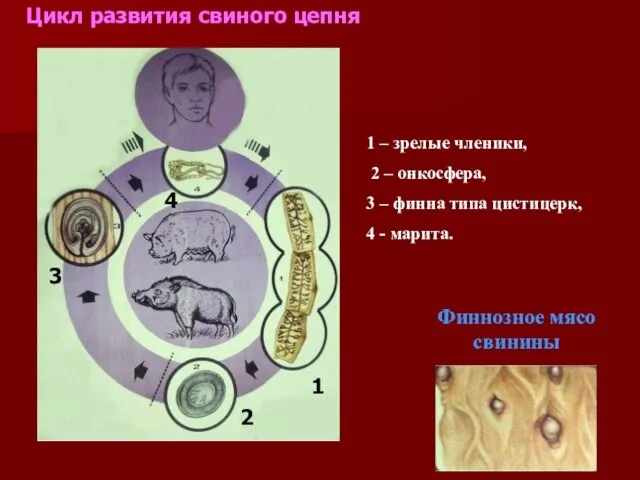 1 – зрелые членики, 2 – онкосфера, 3 – финна типа