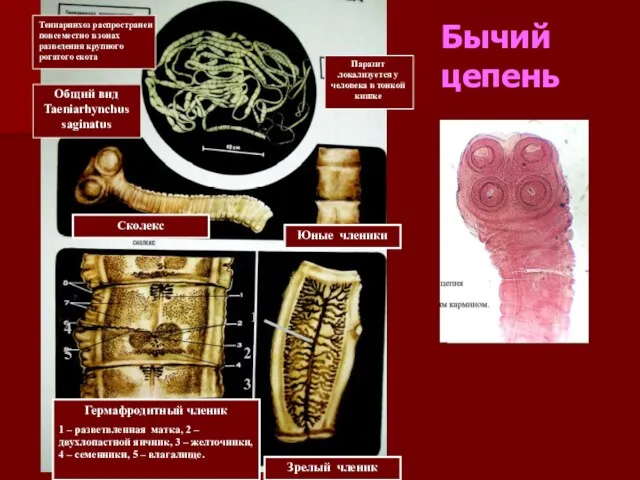 Тениаринхоз распространен повсеместно в зонах разведения крупного рогатого скота Паразит локализуется