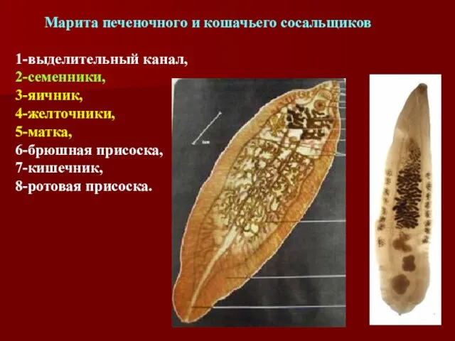 Марита печеночного и кошачьего сосальщиков 1-выделительный канал, 2-семенники, 3-яичник, 4-желточники, 5-матка, 6-брюшная присоска, 7-кишечник, 8-ротовая присоска.