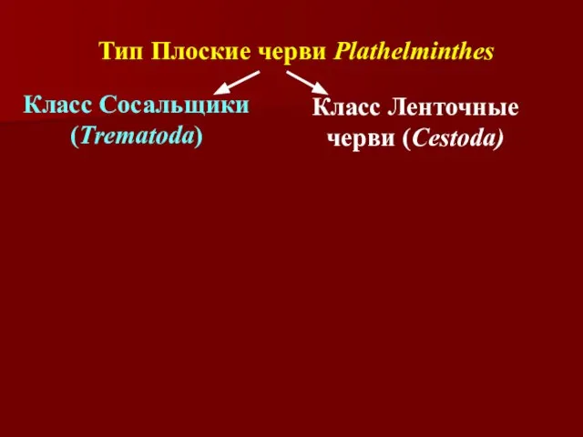 Тип Плоские черви Plathelminthes Класс Сосальщики (Trematoda) Класс Ленточные черви (Cestoda)