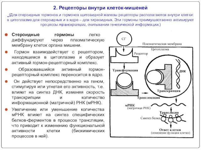 2. Рецепторы внутри клеток-мишеней (Для стероидных гормонов и гормонов щитовидной железы