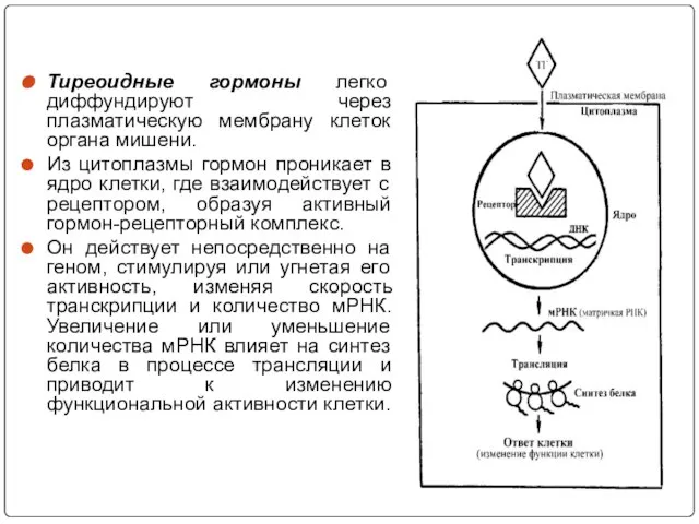 Тиреоидные гормоны легко диффундируют через плазматическую мембрану клеток органа мишени. Из