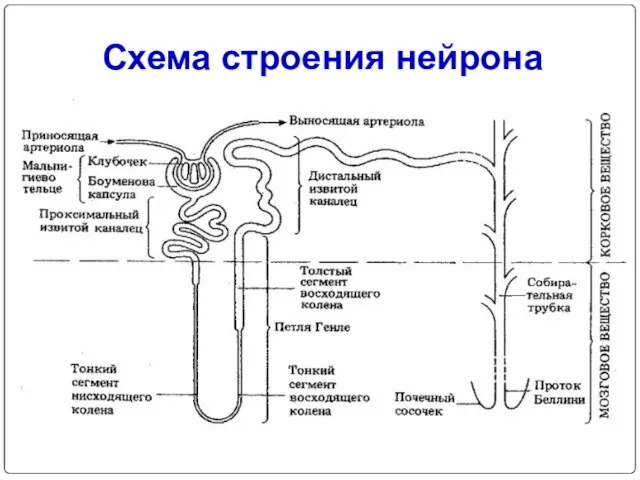 Схема строения нейрона